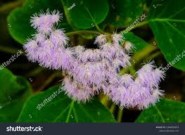 Image result for Bartlettina