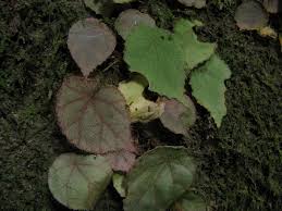 Image result for Begonia poculifera