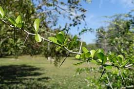 Image result for Dovyalis macrocalyx
