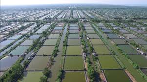 Prinsip Keberlanjutan Diterapkan Pada Pengembangan Tambak Udang Dipasena Mongabay Co Id