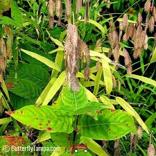 Image result for Chasmanthium latifolium