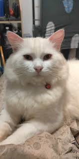 PLEASE HELP US FIND OUR MISSING PERSIAN CAT MALE (PUTI) WEARING BLUE COLLAR  COME BACK PLEASE PUTEH LAST SEEN : NOVEMBER 17,2024 IF FOUND : BATALLION  ST. BATASAN HILLS QUEZON CITY PLEASE