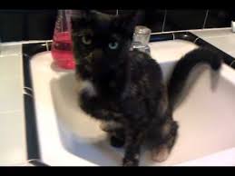 my cat peeing in the sink. youtube