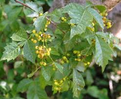 Image result for Searsia dentata