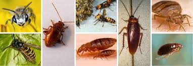 Charles pest control services inc. Pest Control Rochester Ny Pest Exterminator