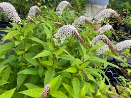 Image result for Lysimachia brevipes
