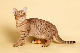 Maybe you would like to learn more about one of these? 6 Spotted Cat Breeds Bechewy