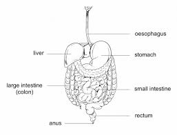 Learn about the digestive system with this simple worksheet. Functions In The Human Digestive System Worksheet Edplace