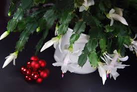 It's known for its wide variety of species, each very distinct in appearance. Common Holiday Cacti Types Of Christmas Cactus Plants