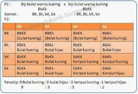 Berapa persen kemungkinan tanaman berasa manis dari keturunan persilangan tersebut? Genetika Trik Mengerjakan Persilangan Dihibrid Cara Cepat Biologi Edukasi Belajar Sains Biologi