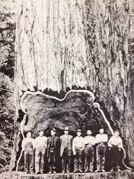 Justin Bevans Old Logging Pictures There Is Some Controversy Whither It Is Redwood Or Cedar Any Advice Sequoia Tree Ancient Tree Big Tree