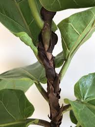 Beloved by designers for its good looks, the leaves that are wilting or turning brown and crispy at the edges mean that your plant is slightly too. Ask A Question Forum Fiddle Leaf Fig Tree Leaves Turning Brown And Yellow Garden Org