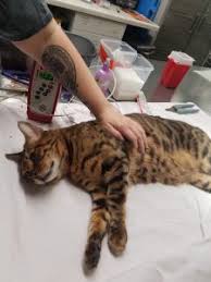 Bengal cat rescue texas in nature, dogs have a tendency to move a lot looking for food and they're used to changing their habitat rather often. What Is A Hybrid Wild Cat And Do They Make Good Pets