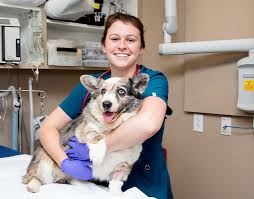 Welcome to southwind animal hospital where pets are our passion. 24 7 Emergency Care Memphis Veterinary Specialists Emergency Cordova Vet