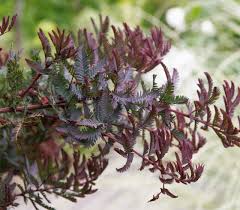Image result for Acacia baileyana