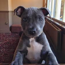 Ramsey On Instagram I Found This Never Seen Before Photo Of Ramsey Today Puppyramsey Tbt Baby Dogs Pitbull Terrier Bull Terrier Puppy