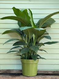 Image result for Spathiphyllum