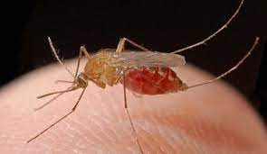 Mosquitoes are a serious nuisance if you want to spend any time outdoors during the warmer months. Do Mosquito Plants Really Repel Does Garlic Kill Aphids Amelia Island Living Emagazine