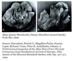 Image result for Allophylus lastoursvillensis