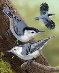 Michigan Bird With White Stripe On Head White Breasted Nuthatch Nuthatch Nuthatch Bird Backyard Birds