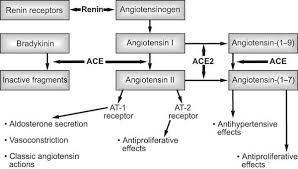 Bildresultat för Renin- angiotensinogen
