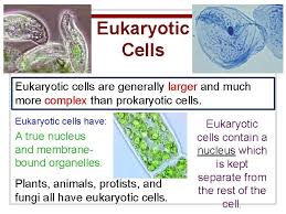 Is an animal cell or plant cell more complex. Cell Structure And Function The Basic Unit Of