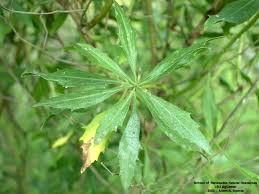 Image result for Microcharis latifolia