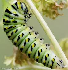 Some butterflies, like monarchs, migrate to warmer regions for the winter, while others are left behind to brave the winter weather in various stages of the butterfly life cycle. Eastern Black Swallowtail Papilio Polyxenes Asterius