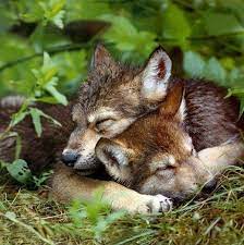 Sleeping Wolf Pups Baby Wolves Animals Animals Wild