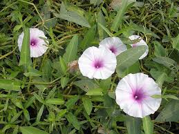 Image result for Ipomoea tenuipes