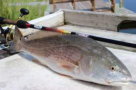 9 Surf Rod With 24 Red Fish Red Drum Surf Rods Fish Custom Rods