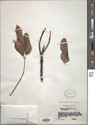 Image result for Pachylobus osika