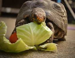 Resultado de imagen para tortugas