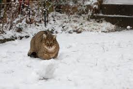 Schnee gifs get the best gif on giphy. Katze Im Schnee Bilder Lustig
