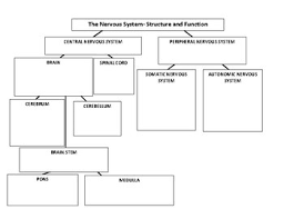 Check spelling or type a new query. Blank Nervous System Diagram Chapter 10 Nervous System I Basic Structure And Function Ppt Video Online Download