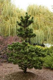Pin On Garden