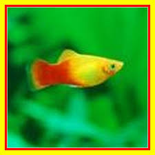 Ikan ini merupakan salah satu ikan yang cukup populer di indonesia. Ikan Platty Sunset Sanset Platy Warna Orange Ikan Hias Air Tawar Untuk Aquarium Aquascape Murah Shopee Indonesia