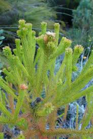 Image result for Barleria galpinii