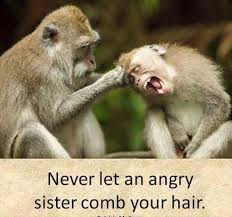 Funny Animal Pictures Of The Day 25 Pics Monkeys Funny Funny Pictures Sisters Funny
