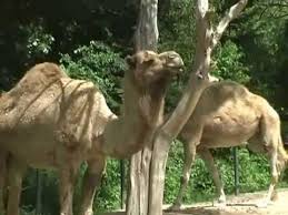 I know about crown one just wonderd if there you should buy/save crowns for when a limited time mount is available. Camel Mount Animations Elder Scrolls Online