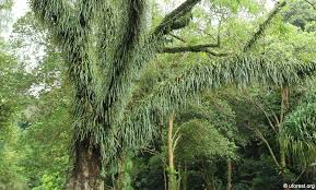 Image result for Pyrrosia