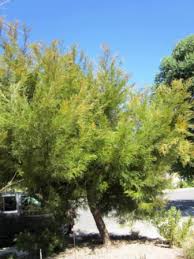 Hookerana but is suspected to be a hybrid from g. Grevillea Red Hook Australian Native Plants Plants 800 701 6517