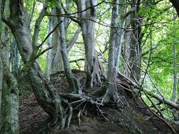 Traveler reviews & photos, price comparison Cape Rozewie Map Pomorskie Poland Mapcarta