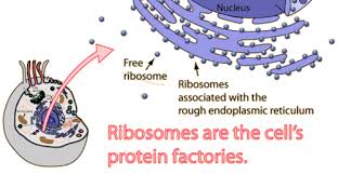 Plant and animal cells diagram quiz. Biology Cell Structure Function Quiz Flashcards Quizlet