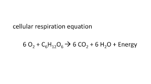 The reactions in model 2 show these electron acceptors in the process of picking up an electron. Cellular Respiration Ppt Download