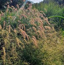 Image result for Cenchrus ciliaris