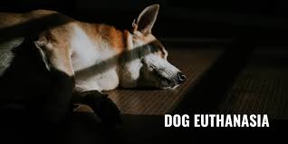 These costs can include a trip/ travel charge, a surcharge for. Dog Euthanasia Procedures Cost Preperations Grief Faq