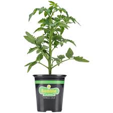 Beefsteak tomatoes fresh from our isle of wight nursery, bringing you more sunshine more taste. Bonnie Plants 19 3 Oz Red Beefsteak Tomato Plant 0216 The Home Depot