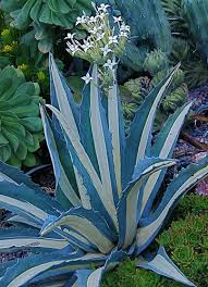 Kalanchoe Marmorata Blooms With Agave Americana Medio Picta Architectural Plants Cacti And Succulents Plants