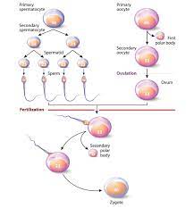 Di means two, of course. Diploid And Haploid Cells Biology Wise
